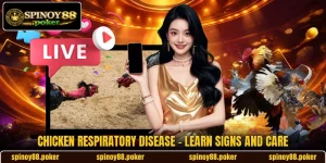 Chicken Respiratory Disease - Learn Signs And Care