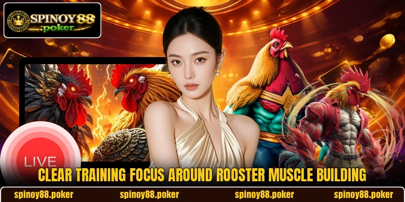 Clear training focus around Rooster Muscle Building Clear training focus around Rooster Muscle Building