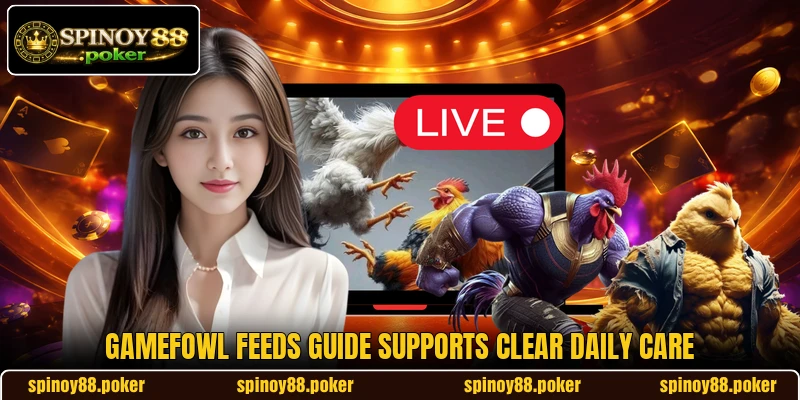 Gamefowl Feeds guide supports clear daily care Gamefowl Feeds guide supports clear daily care